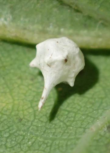 Réf. 218 052 : Paidiscura pallens